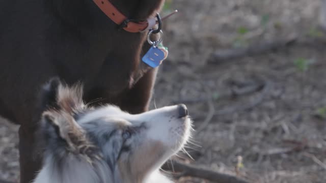 Person Hand Feeding Dogs