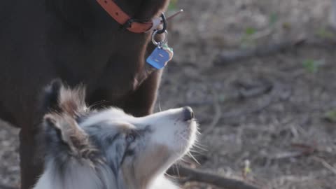 Person Hand Feeding Dogs