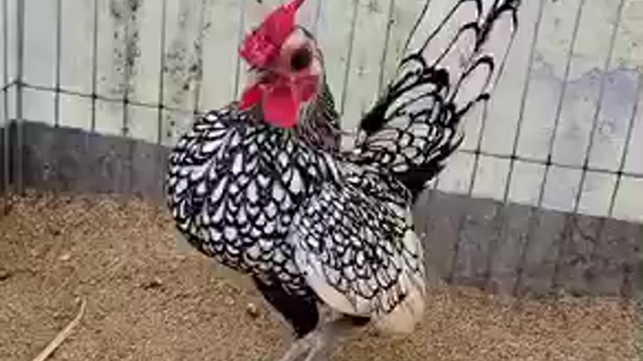 Beautiful chicken 🐓 trending video