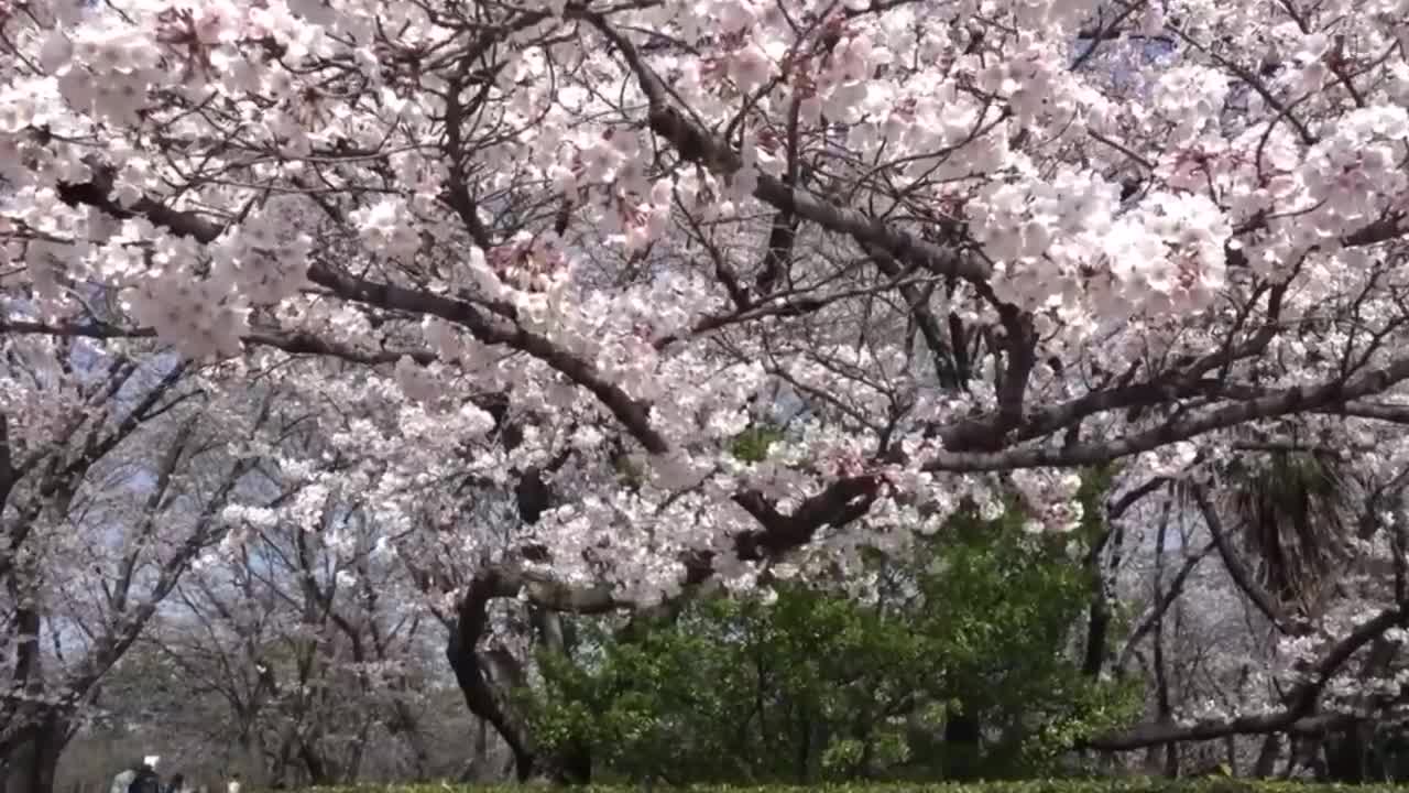 Sakura is really beautiful