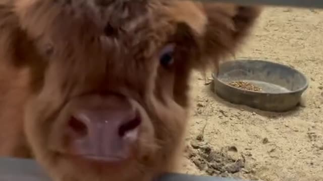 very cute calf