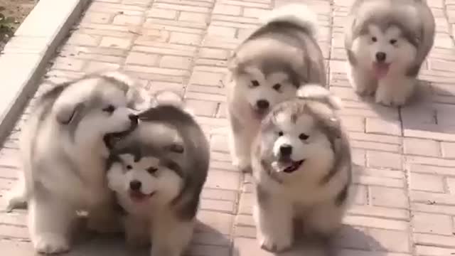 Cute Alaskan malamute puppies