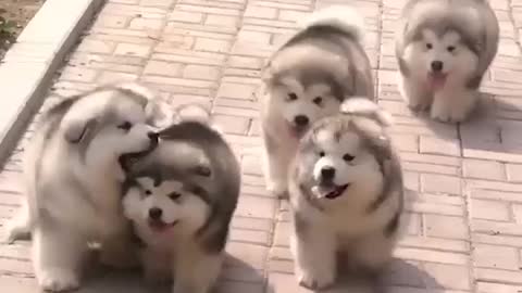 Cute Alaskan malamute puppies
