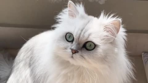 Lively and cute little cat