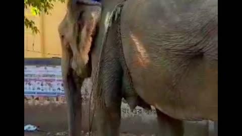 animal short video 2022.