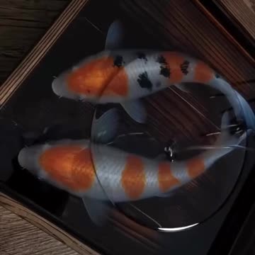 Fish in Box Art | Koi Carp