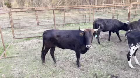 130- Young corriente pair/bred.