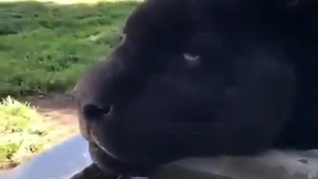 A rescued black jaguar trying to figure out what to do with his day