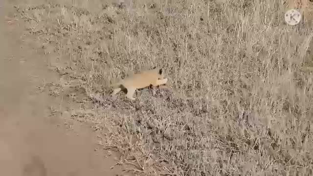 How To Move A Leopard | The Lion Whisperer