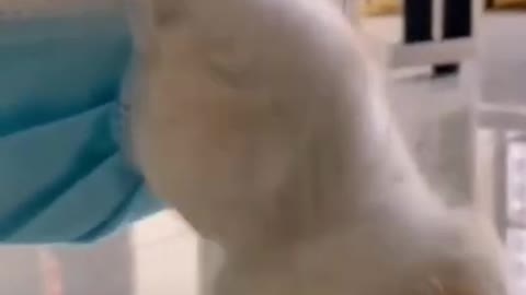 funny cat videos 😂😹 cats funny moments