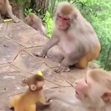 Funny animals comic monkeys respect#shorts#shortvideo