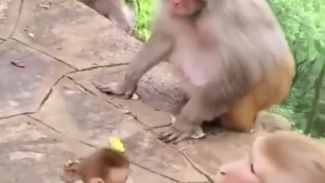 Funny animals comic monkeys respect#shorts#shortvideo