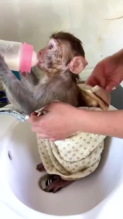 Funny Monkey short#