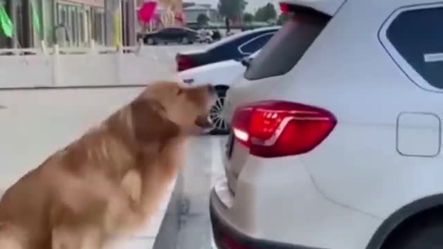 The most popular funny pet's compilation