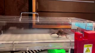 Vampire bat treadmill study shows how they use blood for energy