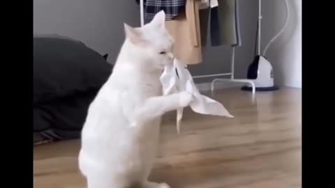 Funny cat video