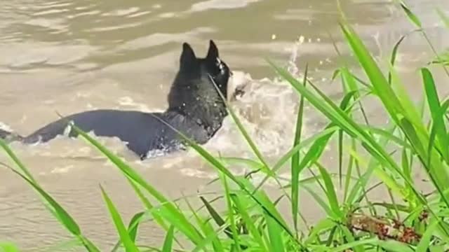 My dog likes to go down the river to catch fish, and he actually managed to bite one.