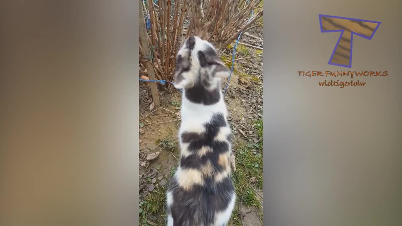 You will LAUGH SO HARD that YOU WILL FAINT FUNNY CAT compilation