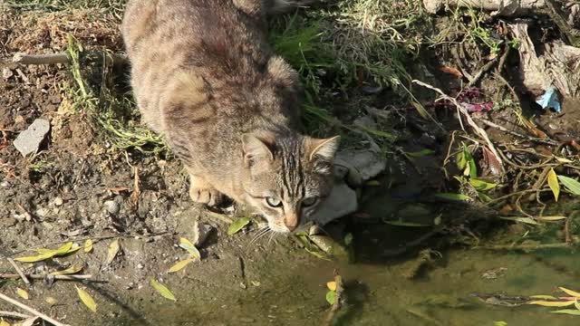 Cat quench one's thirst