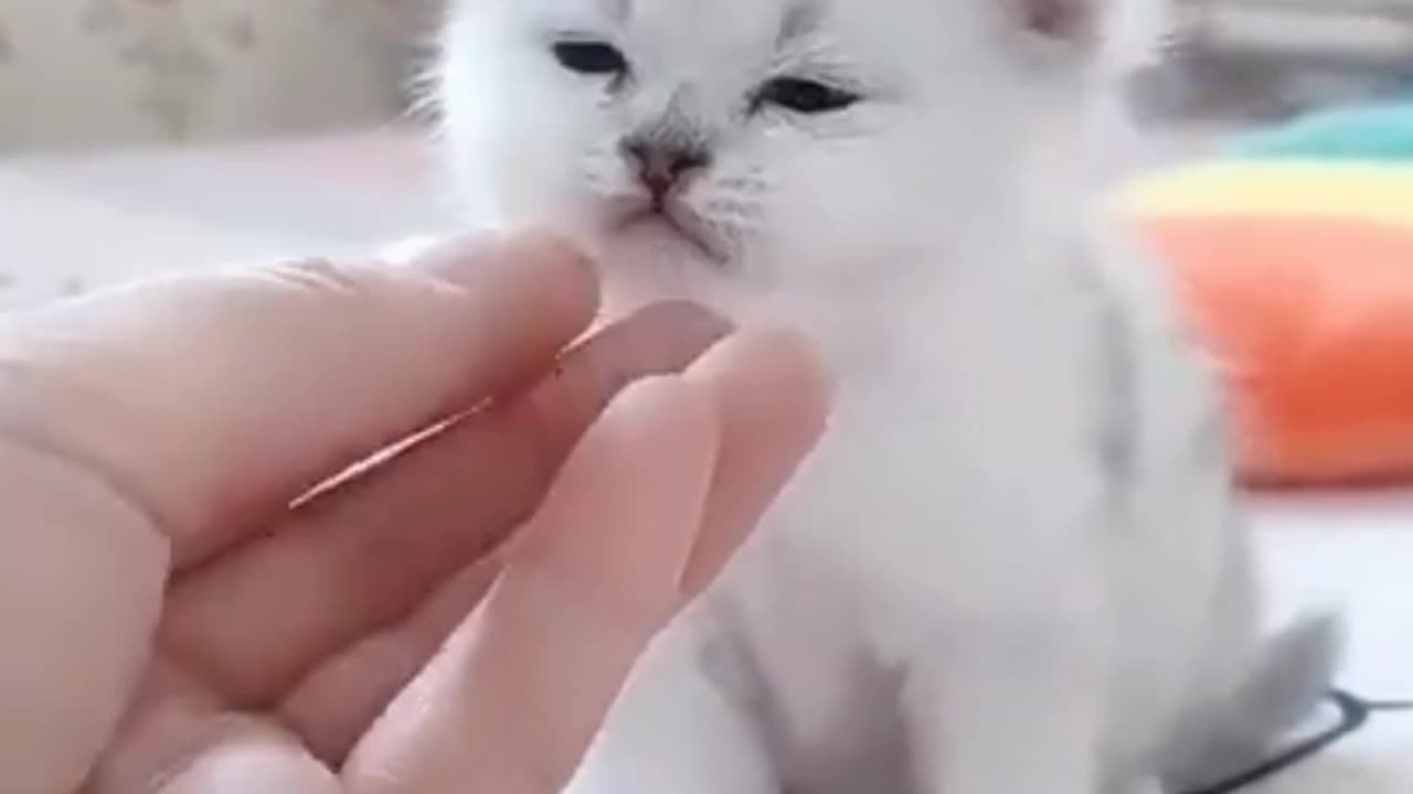 Cute baby cat funny video