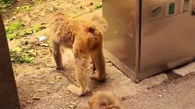 Monkey 🐒 Funny videos Funny Monkeys Compilation