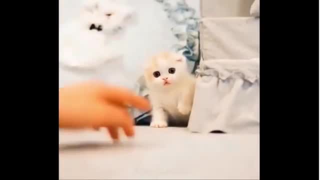 Lovely kitten and cute puppies //// Funny animals videos 2021.