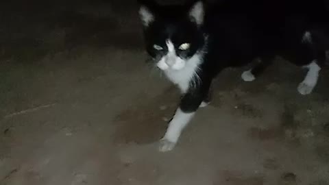 Cat with her kids in Darkness