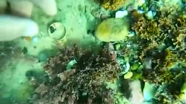 Clean up the underwater garbage and protect the marine natural environment.#9