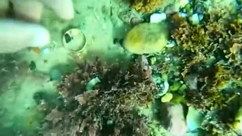 Clean up the underwater garbage and protect the marine natural environment.#9