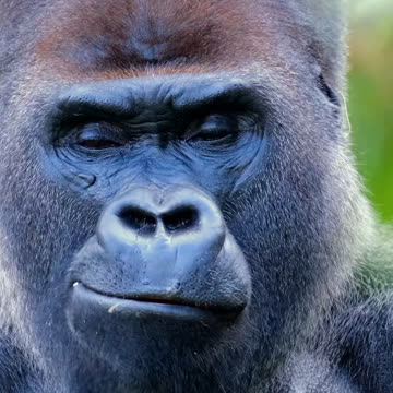 𝗦𝗶𝗹𝘃𝗲𝗿𝗯𝗮𝗰𝗸 𝗚𝗼𝗿𝗶𝗹𝗹𝗮 😲 | 𝘊𝘰𝘮𝘦𝘴 𝘍𝘢𝘤𝘦 𝘛𝘰 𝘍𝘢𝘤𝘦 𝘞𝘪𝘵𝘩 𝘚𝘪𝘭𝘷𝘦𝘳𝘣𝘢𝘤𝘬 𝘎𝘰𝘳𝘪𝘭𝘭𝘢