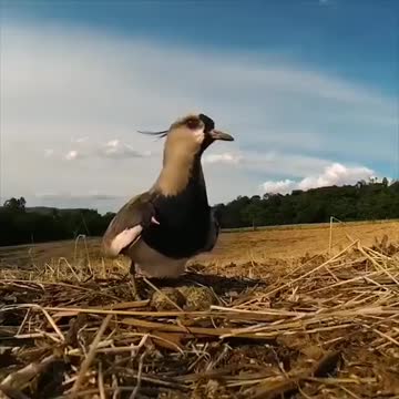 the courage of a mother