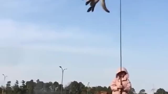 Dog very highest level up with tranig