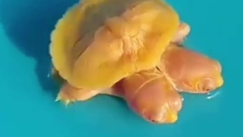 Two headed golden turtle