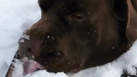 A crazy dog who is obsessed with eating a lot of snow