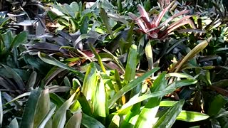 Advanced Bromeliads 5