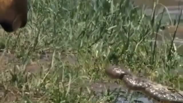 a lion who protects his family from crocodile attacks