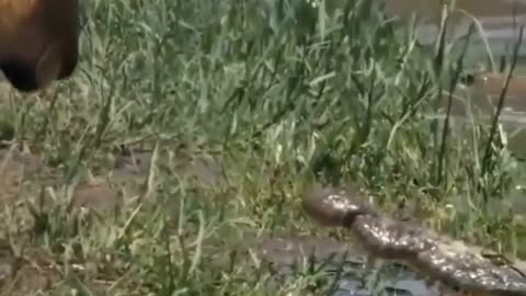 a lion who protects his family from crocodile attacks