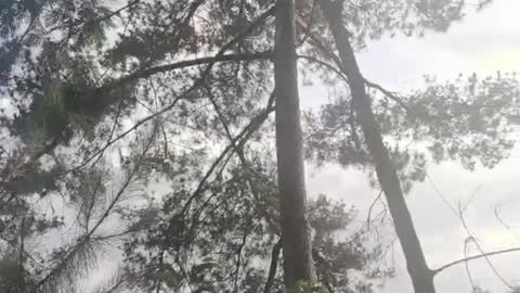 Standing under a pine tree and watching the sunset