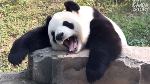 Clumsy cute and funny panda