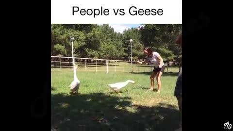 People vs Geese scenes