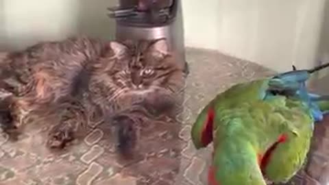 funny parrots and cats