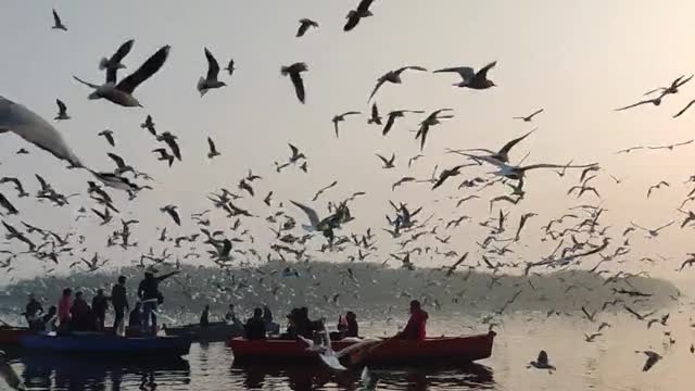 Watch an amazing video of a large flock of seagulls flying over a boat on the sea