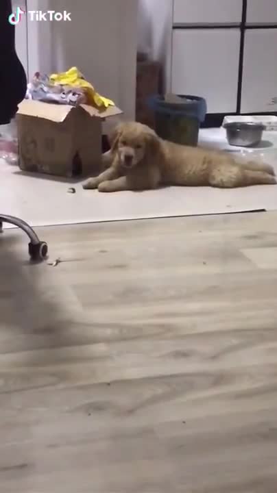 Dog head banging tiktok