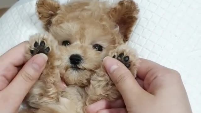 Cute poodle puppy