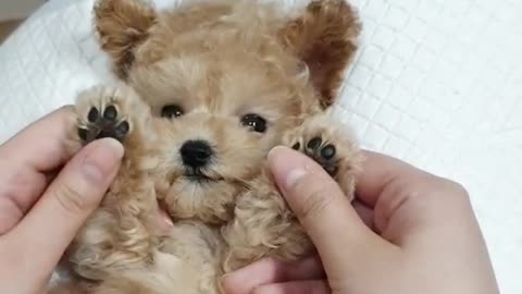 Cute poodle puppy