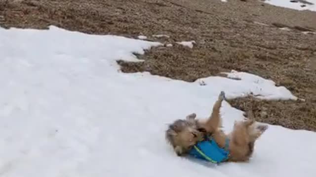 Dogs Playing Outside in the Snow