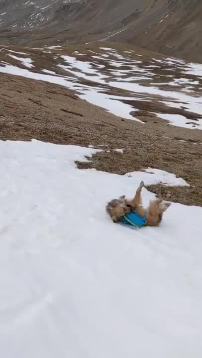 Dogs Playing Outside in the Snow