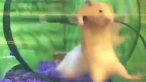 Funny hamster