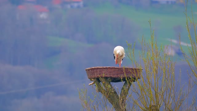 Stork Nest Plumage Bird Takes Out Worms