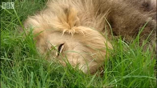 Attacked by a Lion? | Extreme Animals | BBC Earth